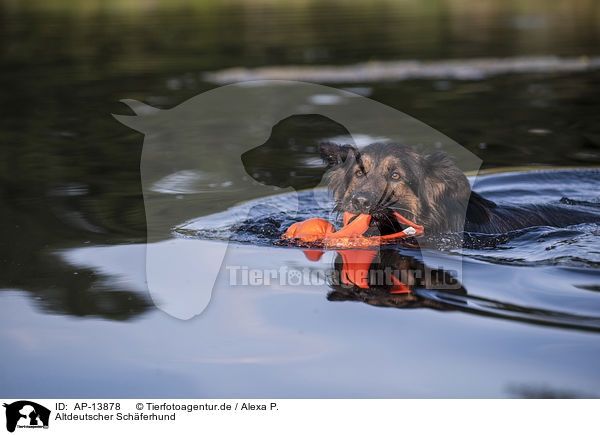 Altdeutscher Schferhund / AP-13878