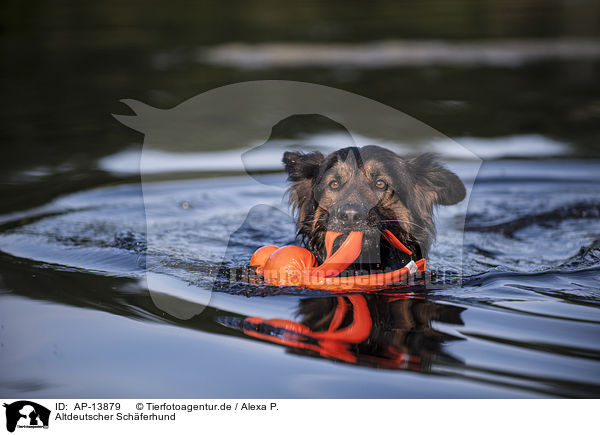 Altdeutscher Schferhund / AP-13879