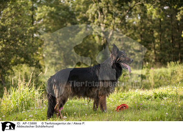 Altdeutscher Sch�ferhund / AP-13886