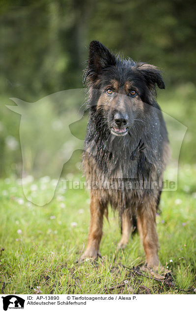 Altdeutscher Schferhund / AP-13890