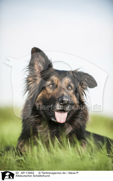Altdeutscher Sch�ferhund / AP-13892