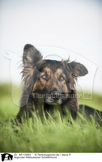 liegender Altdeutscher Schferhund / AP-13893