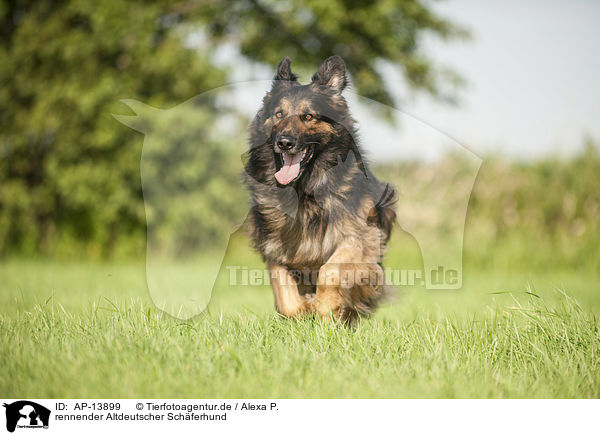 rennender Altdeutscher Schferhund / AP-13899