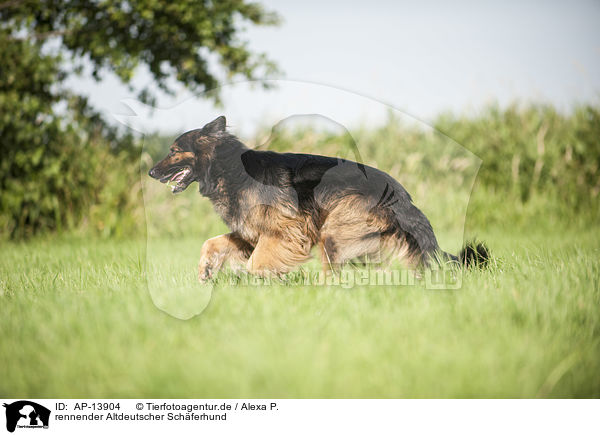 rennender Altdeutscher Schferhund / AP-13904