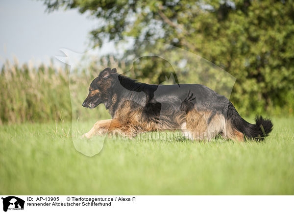 rennender Altdeutscher Schferhund / AP-13905
