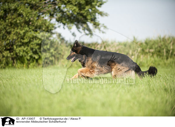 rennender Altdeutscher Schferhund / AP-13907