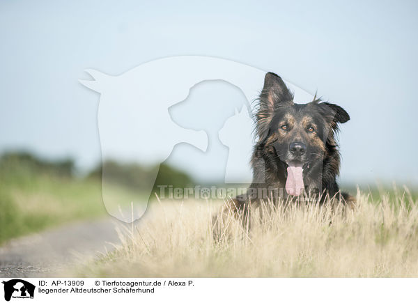 liegender Altdeutscher Schferhund / AP-13909