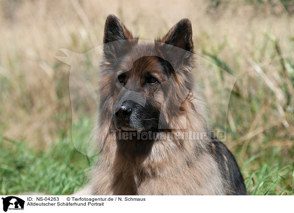 Altdeutscher Schferhund Portrait / NS-04263