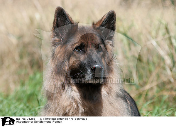 Altdeutscher Schferhund Portrait / NS-04266