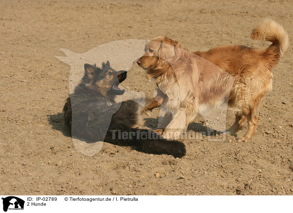 2 Hunde / 2 dogs / IP-02789