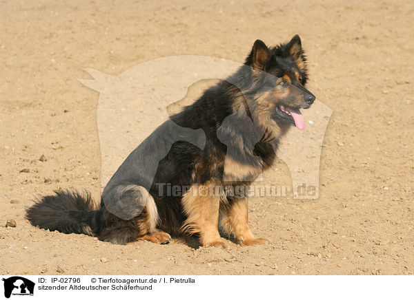 sitzender Altdeutscher Schferhund / IP-02796