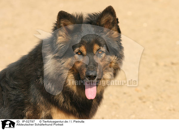 Altdeutscher Schferhund Portrait / IP-02797