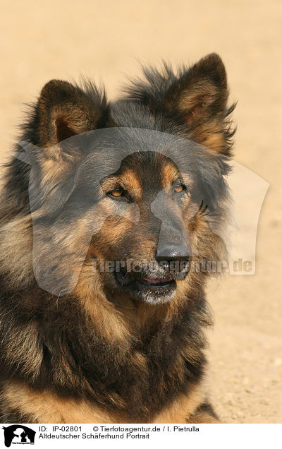 Altdeutscher Schferhund Portrait / IP-02801