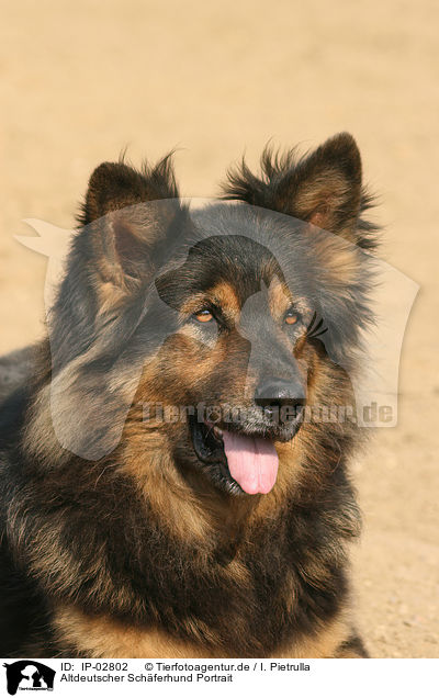 Altdeutscher Schferhund Portrait / IP-02802