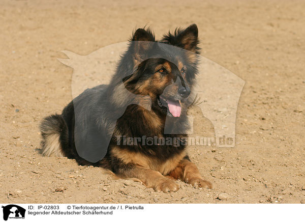 liegender Altdeutscher Schferhund / IP-02803