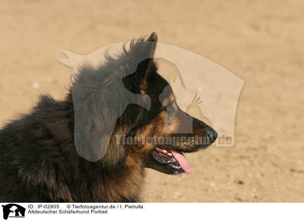 Altdeutscher Schferhund Portrait / IP-02805