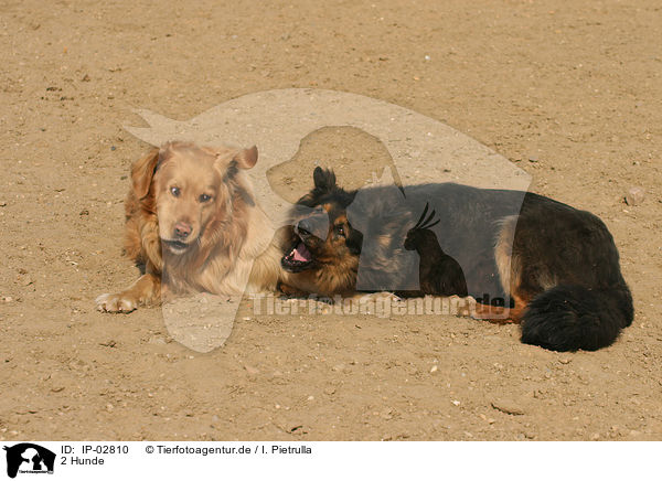 2 Hunde / IP-02810