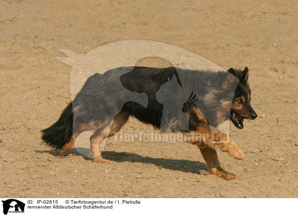 rennender Altdeutscher Schferhund / IP-02815