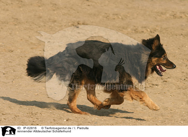 rennender Altdeutscher Schferhund / IP-02816