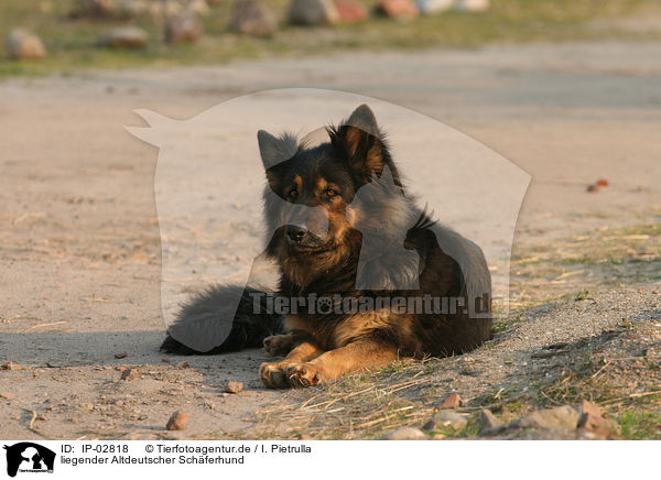 liegender Altdeutscher Schferhund / IP-02818