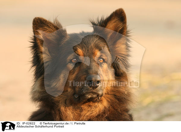 Altdeutscher Schferhund Portrait / IP-02822