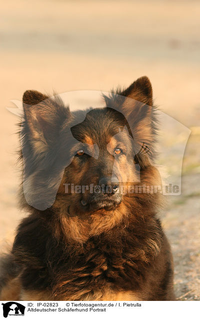 Altdeutscher Schferhund Portrait / IP-02823