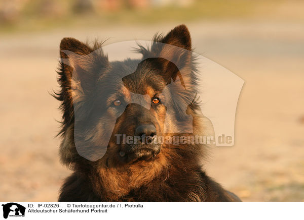 Altdeutscher Schferhund Portrait / IP-02826