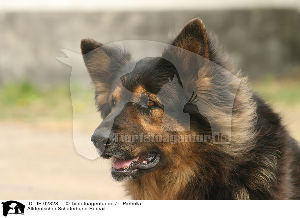 Altdeutscher Schferhund Portrait / IP-02828