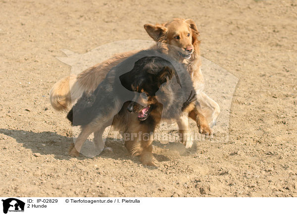 2 Hunde / IP-02829