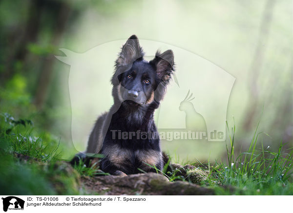 junger Altdeutscher Schferhund / TS-01006