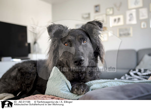 Altdeutscher Schferhund in der Wohnung / AE-01186