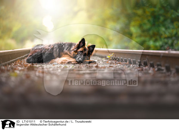 liegender Altdeutscher Schferhund / LT-01011