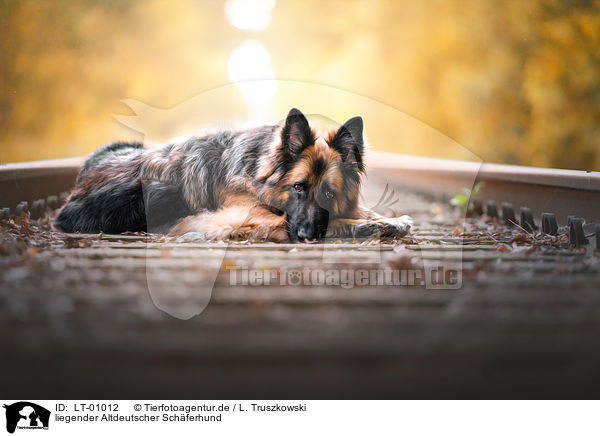 liegender Altdeutscher Schferhund / LT-01012