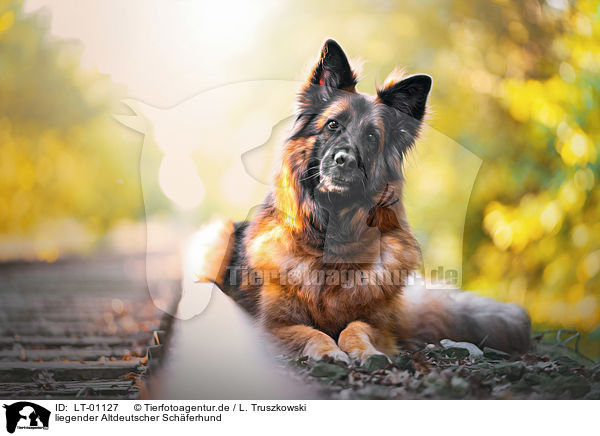 liegender Altdeutscher Schferhund / LT-01127
