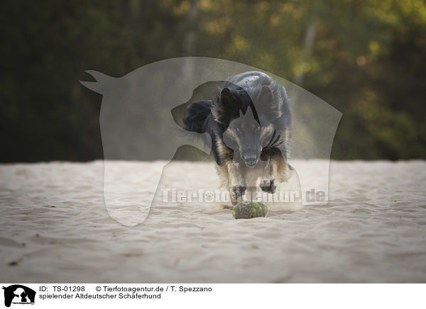 spielender Altdeutscher Sch�ferhund / TS-01298