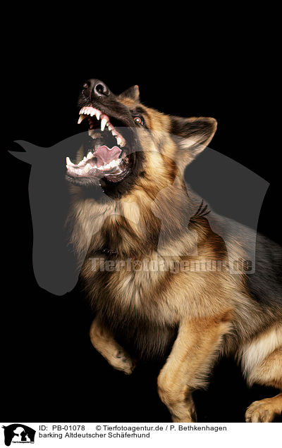 barking Altdeutscher Schferhund / PB-01078