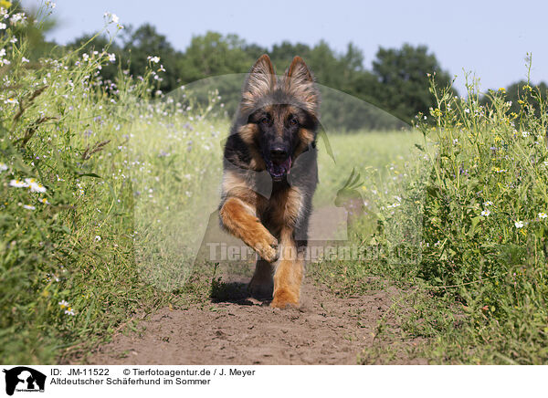 Altdeutscher Schferhund im Sommer / JM-11522