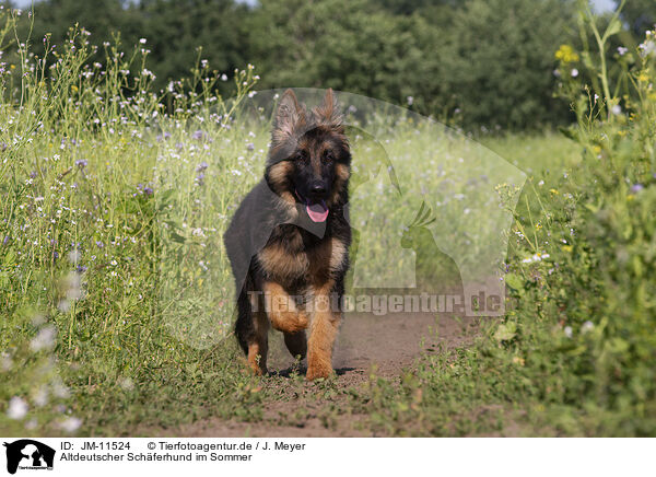 Altdeutscher Schferhund im Sommer / JM-11524