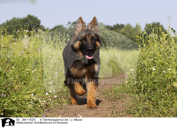 Altdeutscher Schferhund im Sommer / JM-11525