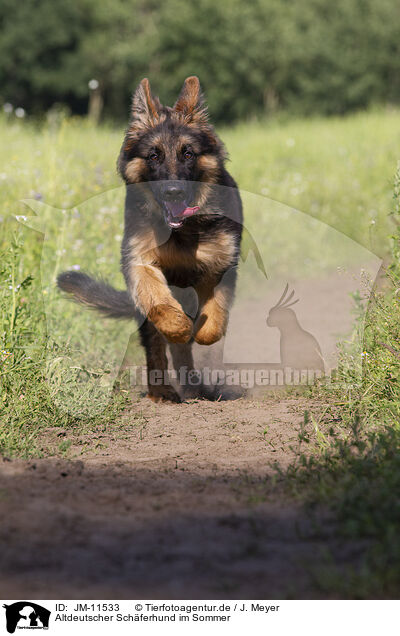 Altdeutscher Schferhund im Sommer / JM-11533