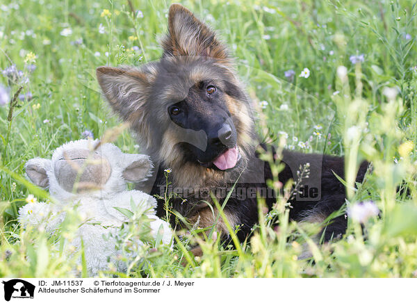 Altdeutscher Schferhund im Sommer / JM-11537