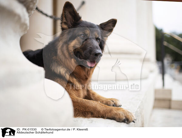 Altdeutscher Schferhund / Old German Shepherd / PK-01530