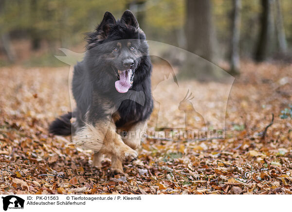 Altdeutscher Schferhund / PK-01563