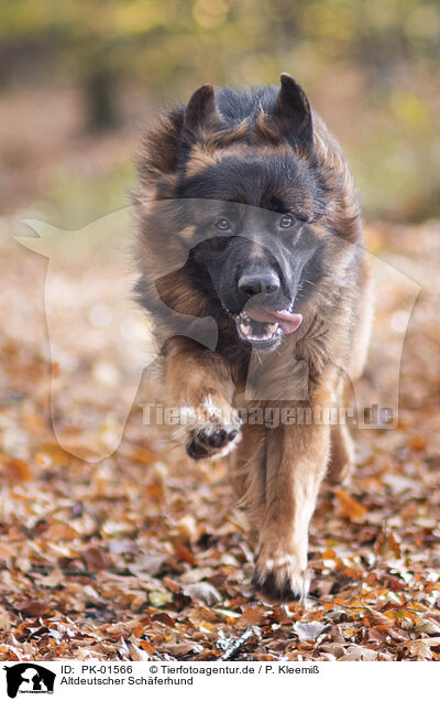 Altdeutscher Schferhund / PK-01566