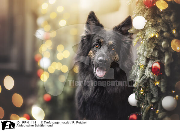Altdeutscher Sch�ferhund / Old German Shepherd / RP-01118