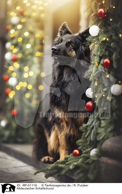 Altdeutscher Sch�ferhund / Old German Shepherd / RP-01119