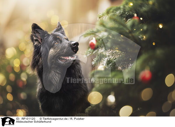 Altdeutscher Sch�ferhund / Old German Shepherd / RP-01120