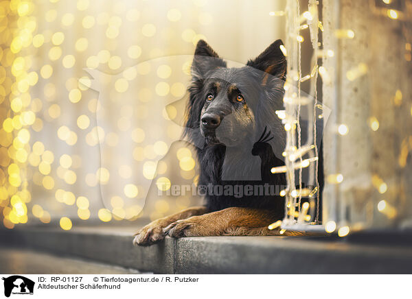 Altdeutscher Sch�ferhund / RP-01127