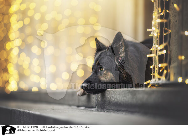 Altdeutscher Sch�ferhund / Old German Shepherd / RP-01128