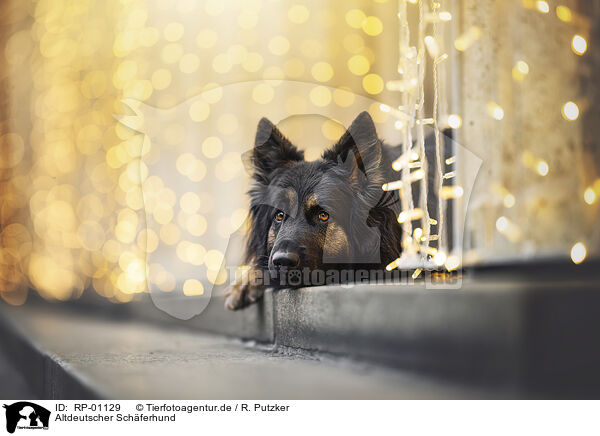 Altdeutscher Sch�ferhund / Old German Shepherd / RP-01129